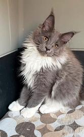 Cucciola Maine Coon