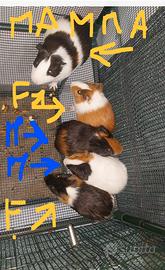 Vendita Cavia Peruviana