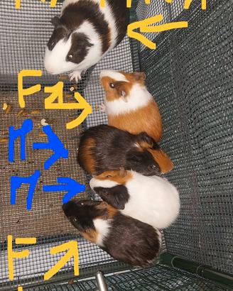 Vendita Cavia Peruviana