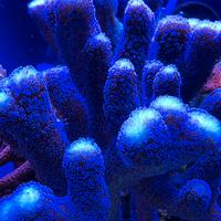 Talea Stylophora Pistillata Milka corallo sps