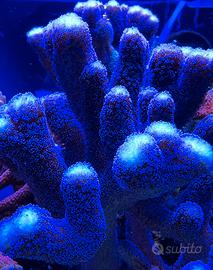 Talea Stylophora Pistillata Milka corallo sps