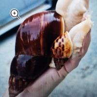 Lumache giganti africane