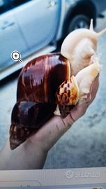 Lumache giganti africane