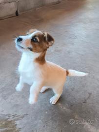 Jack russell terrier