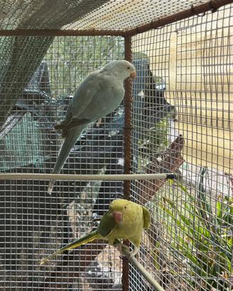 Parrocchetti dal collare sessati