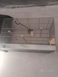 gabbia per volatili