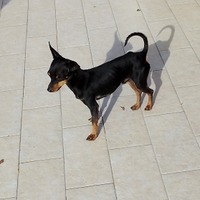 Pincher originali toy