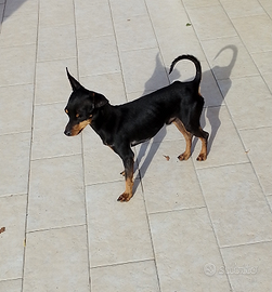 Pincher originali toy