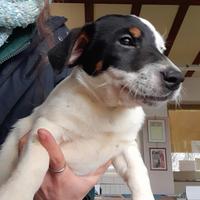 Cucciolo di Jack Russell