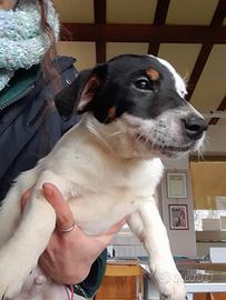 Cucciolo di Jack Russell