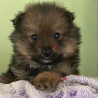 Cuccioli di spitz -taglia piccola -