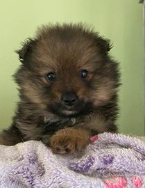 Cuccioli di spitz -taglia piccola -
