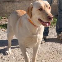 Labrador femmina con pedigree