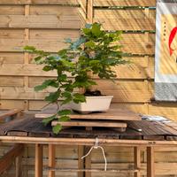 Faggio bonsai (VENDUTO)