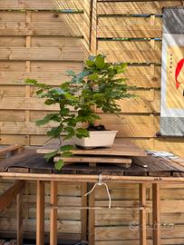 Faggio bonsai (VENDUTO)