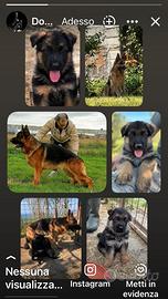 Cuccioli di Pastore Tedesco