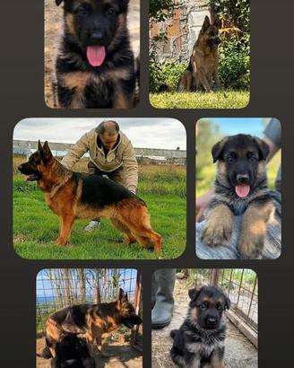 Cuccioli di Pastore Tedesco