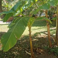 Albero di banano musa ornata