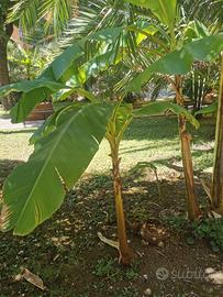 Albero di banano musa ornata