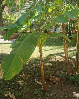 Albero di banano musa ornata