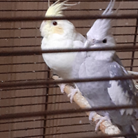 Papagali calopsitta