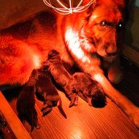 Cuccioli di pastore tedesco