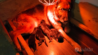 Cuccioli di pastore tedesco