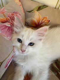 Cucciola Ragdoll già adottabile nata il 16 luglio