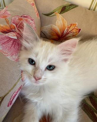 Cucciola Ragdoll già adottabile nata il 16 luglio