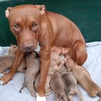 Cuccioli American pit bull terrier
