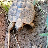 Tartarughe di terra Hermanni Boettgeri