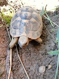 Tartarughe di terra Hermanni Boettgeri