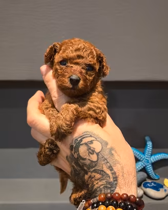 Cucciolo barboncino minitoy
