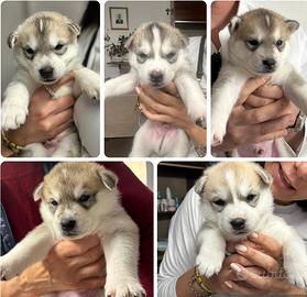 Cuccioli di Siberian Husky