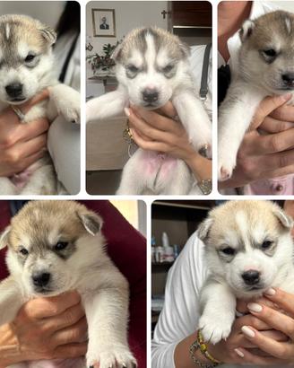 Cuccioli di Siberian Husky