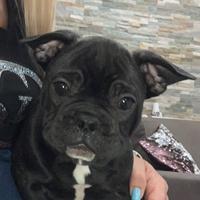 Bulldog francese