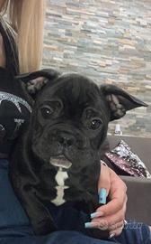 Bulldog francese