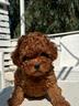 shih-poo-disponibili