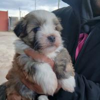 Cuccioli di bichon-havanaise