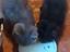Immagine 1