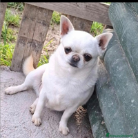 Chihuahua rimborso spese
