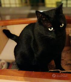 Gatto maschio di 6 anni