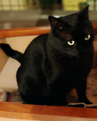 Gatto maschio di 6 anni