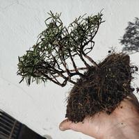 pre bonsai boschetto rosmarino