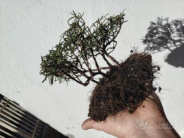 pre bonsai boschetto rosmarino