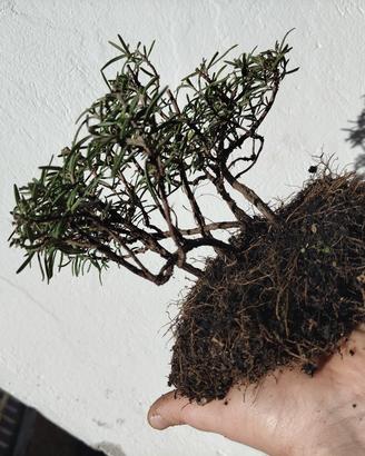 pre bonsai boschetto rosmarino