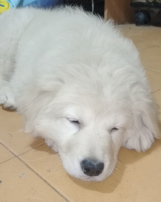 Golden retriever