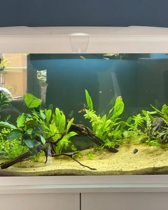 Acquario 100 litri Ferplast