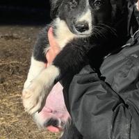 Willy, cucciolo mix Border Collie in ADOZIONE