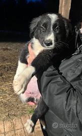 Willy, cucciolo mix Border Collie in ADOZIONE